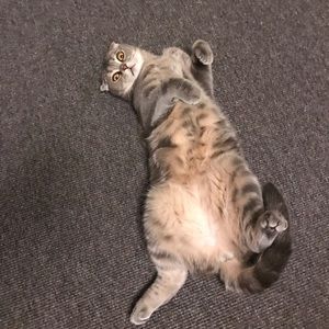 Meet your Posher, Jiahui